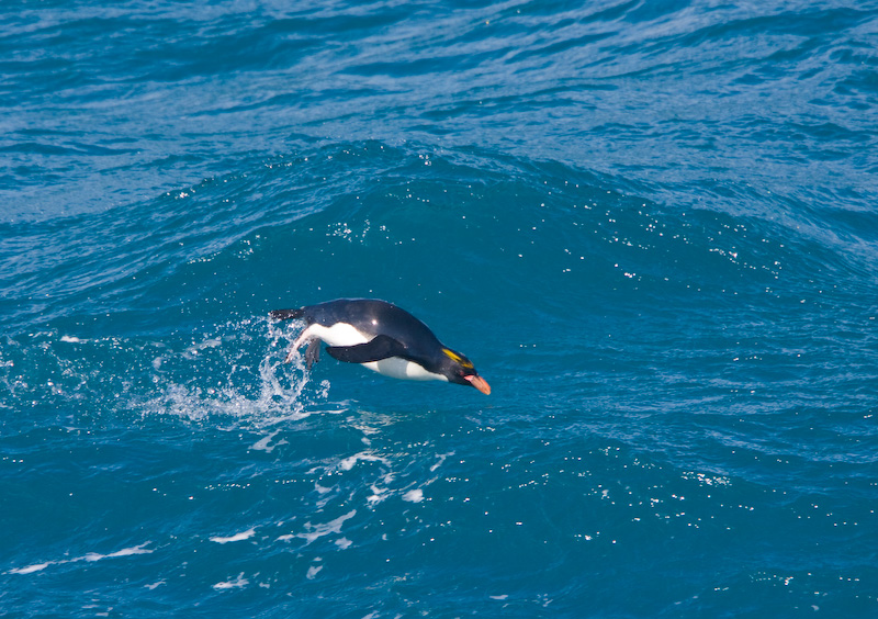 Macaroni Penguin Porpoising